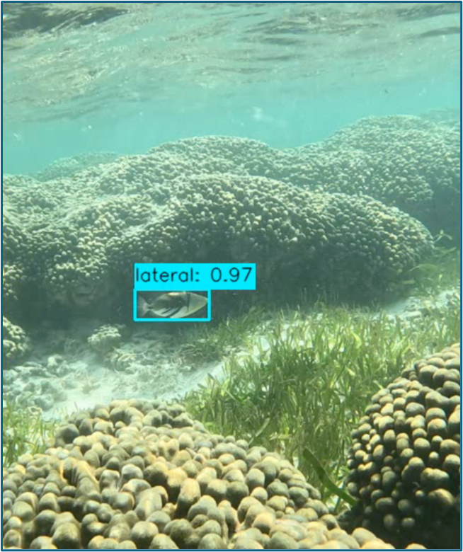 Video frame showing detection and pose classification of a Picasso triggerfish