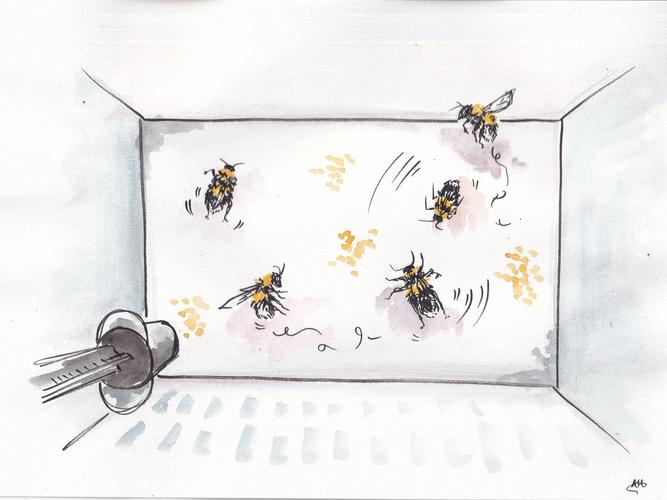 Illustration of Rachel Parkinson's bee lab by Alicia Hayden