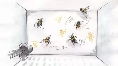 Illustration of Rachel Parkinson's bee lab by Alicia Hayden
