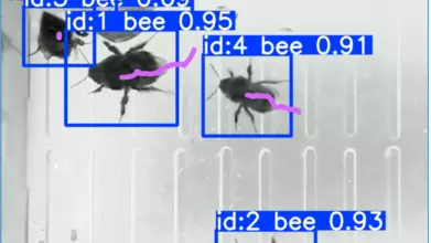 schmidt bees project