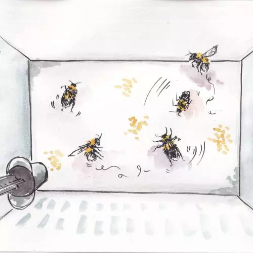 Illustration of Rachel Parkinson's bee lab by Alicia Hayden