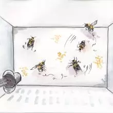 Illustration of Rachel Parkinson's bee lab by Alicia Hayden