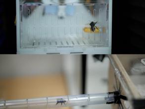 bees in bee lab