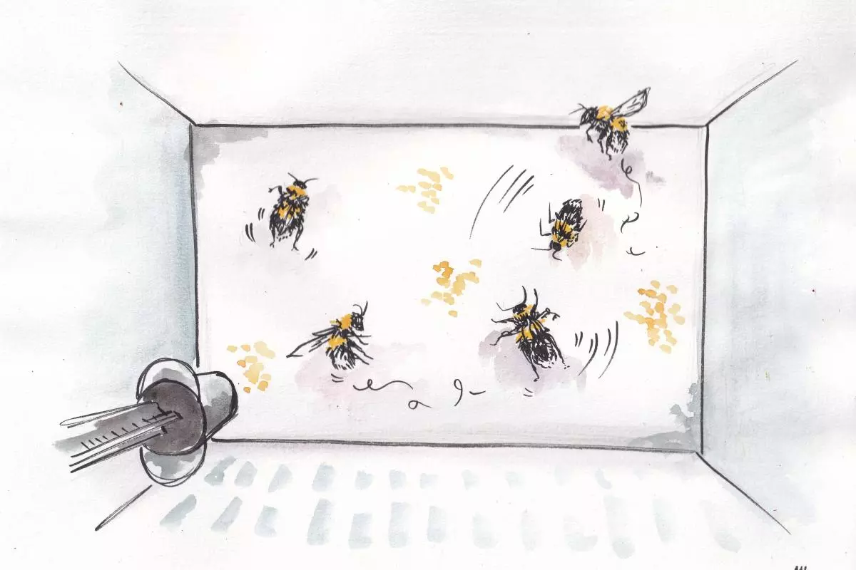 Illustration of Rachel Parkinson's bee lab by Alicia Hayden