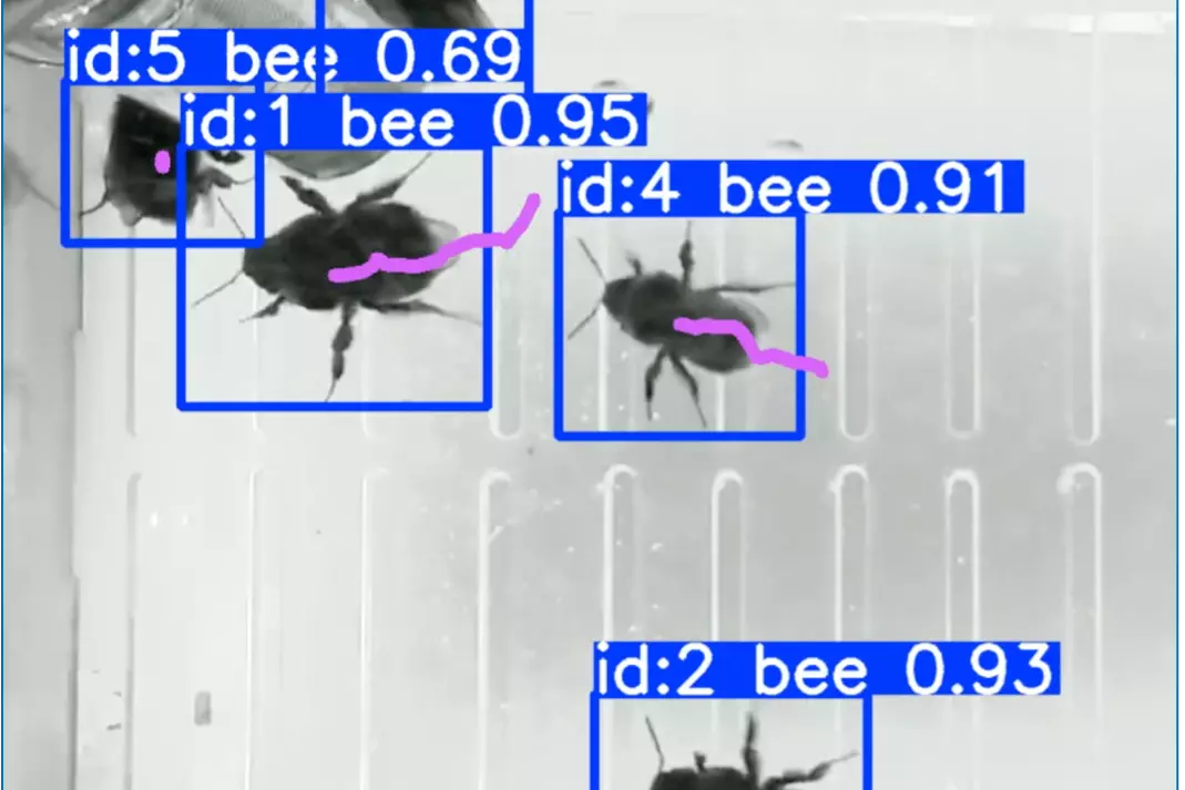 schmidt bees project